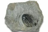 Reedops Trilobite Fossil - Atchana, Morocco #312348-3